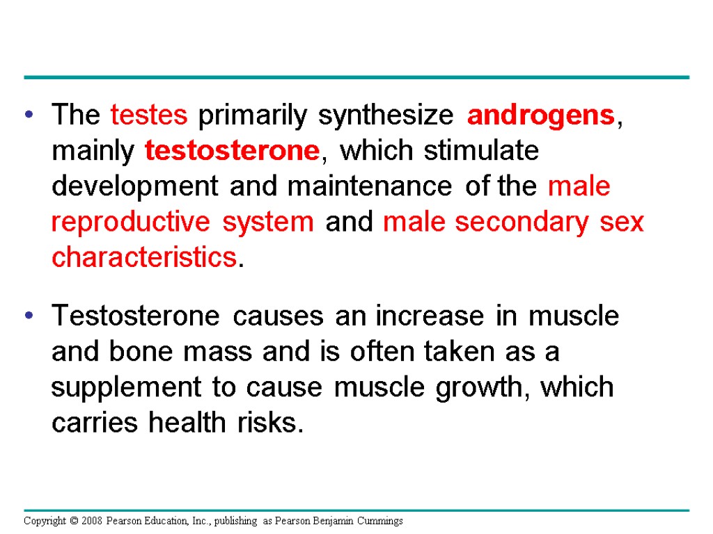 The testes primarily synthesize androgens, mainly testosterone, which stimulate development and maintenance of the